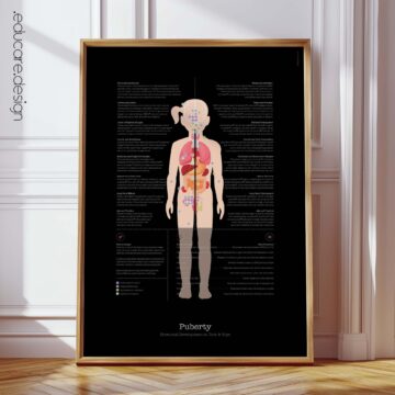 Menopause and Andropause anatomy chart for clinics Menopause and Andropause anatomy chart for clinics